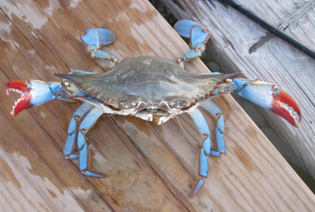 Female Maryland blue crabs (blue claws)