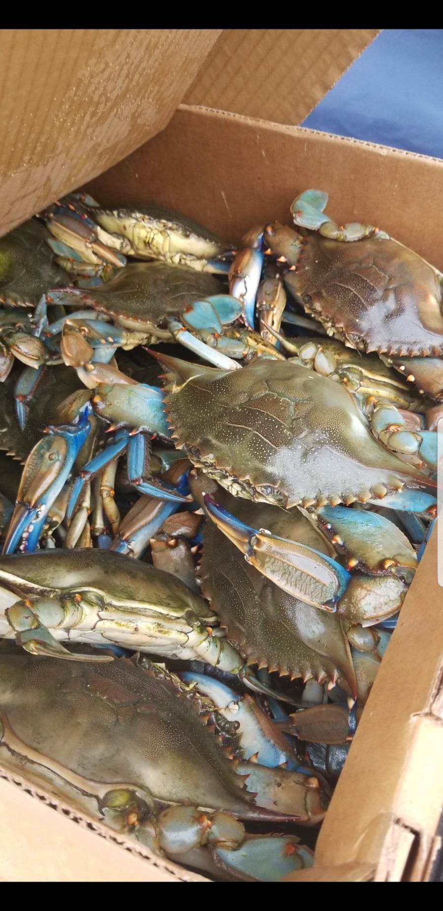 Maryland jumbo blue crabs