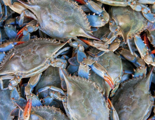 Mixed-size female blue crabs