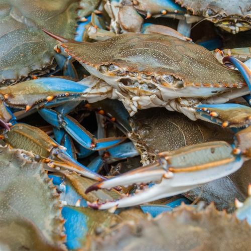 Mixed #1 and #2 bushel of Maryland blue crabs