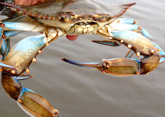 Colossal Maryland blue crabs