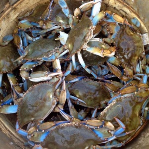 #2 grade male blue crabs