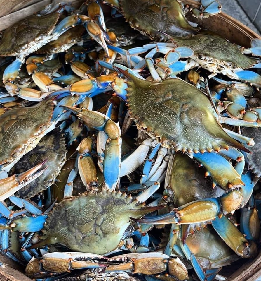 Maryland live blue crabs