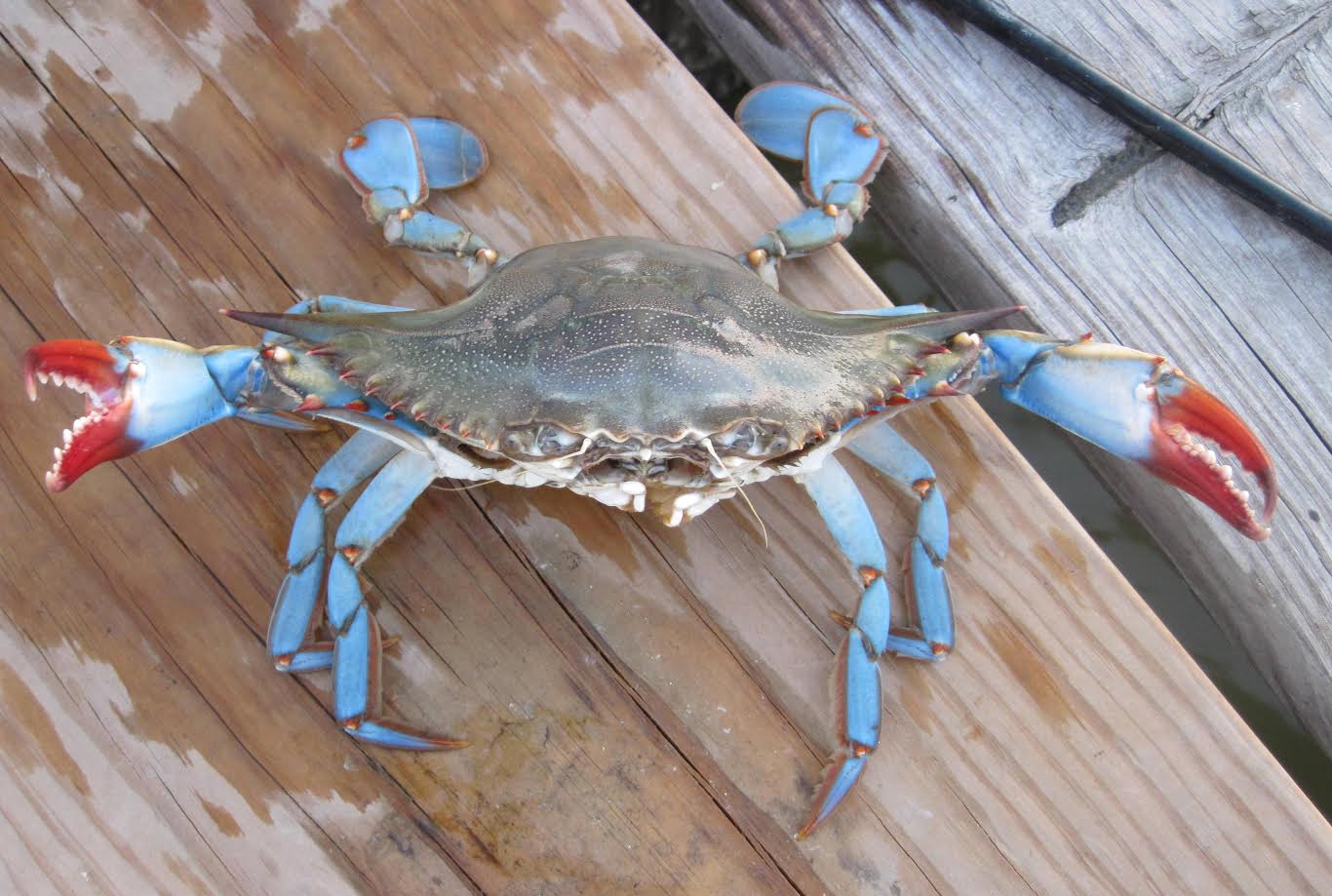 Maryland Crabs Blue Crabs Blue Claw Crabs Unlimited Charters