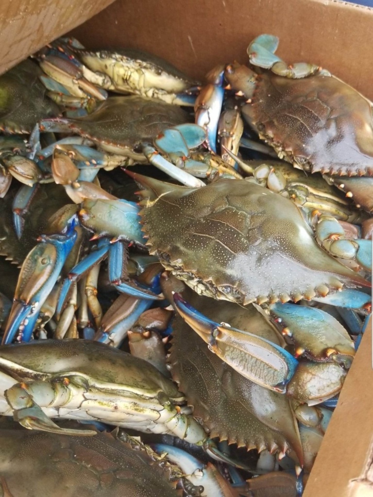 Live Maryland Jumbo Blue Crabs