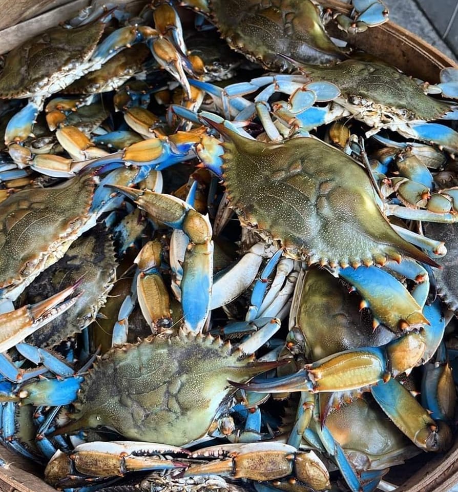 #1 Live Male Blue Crabs